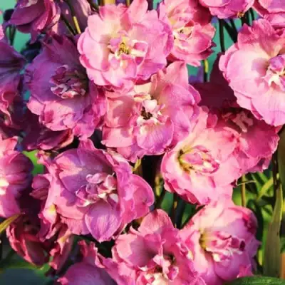 Дельфиниум ДЕЛЬФИС ПИНК ПАУЭ высокий в Витебске