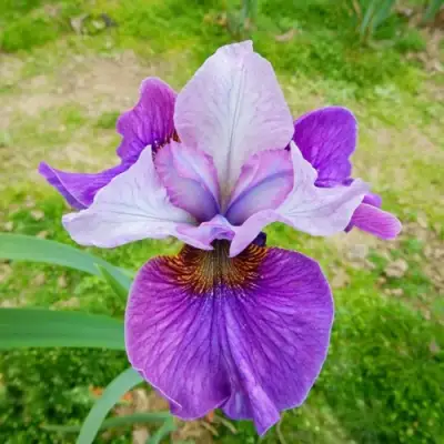 Ирис ЛАЙТ ОВ ХАРТ сибирский в Витебске