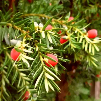 Тис ДАВИД ягодный в Витебске