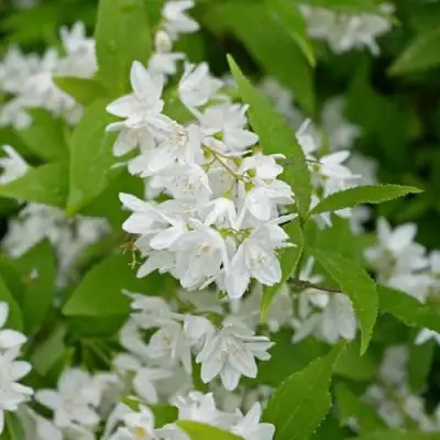 Дейция шершавая в Витебске