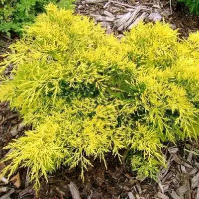 Можжевельник КИНГ ОФ СПРИНГ средний в Витебске