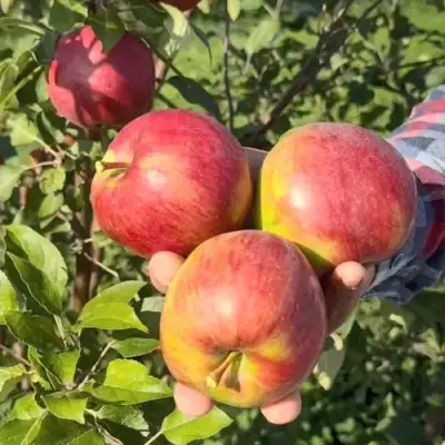 Яблоня ПОСПЕХ в Витебске