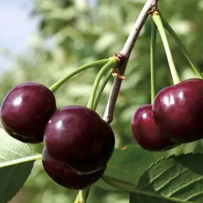 Дюк КСЕНИЯ (ЧЕРЕВИШНЯ) в Витебске