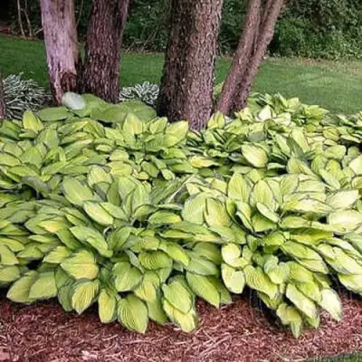 Хоста ГОЛД СТАНДАРТ Форчуна в Витебске