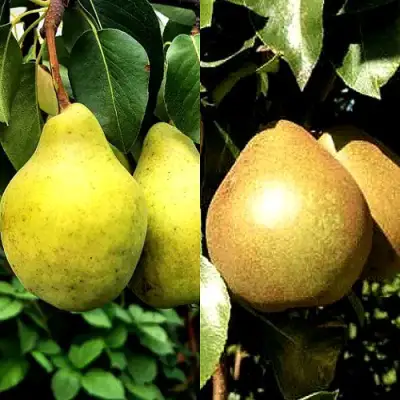 Комплект ДУЭТ в Витебске