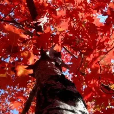 Дуб красный в Витебске