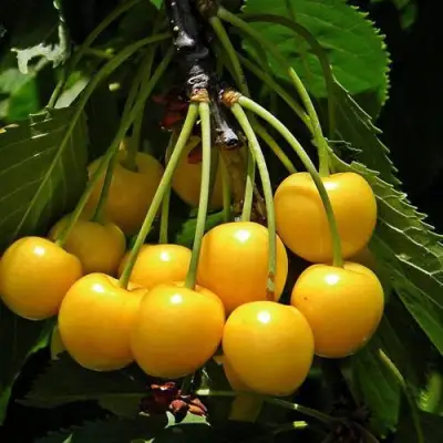 саженцы черешни Чермашная