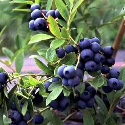 Голубика ДЖЕРСИ в Витебске