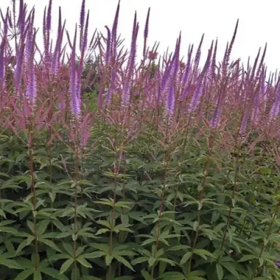 Вероникаструм ФАСЦИНЕЙШН в Витебске