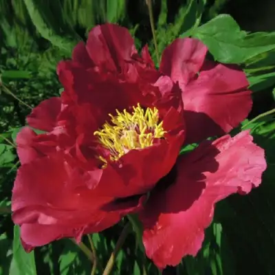 Пион КРАСНЫЙ ЛОТОС древовидный в Витебске
