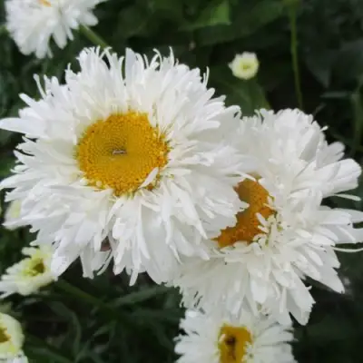 Нивяник КРЕЙЗИ ДЕЙЗИ наибольший в Витебске