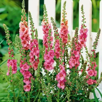 Коровяк ПИНК ДОМИНО гибридный (вербаскум) в Витебске