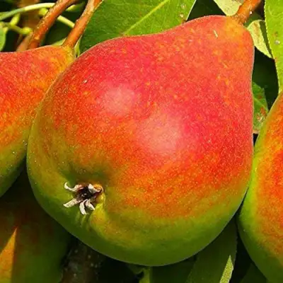 Груша ГЕРА в Витебске