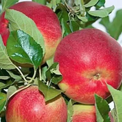 Яблоня СЕНАТОР колонновидная в Витебске