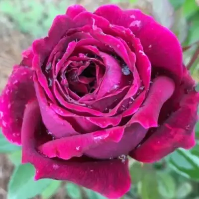 Роза РОЯЛ ПАЛАС японская в Витебске