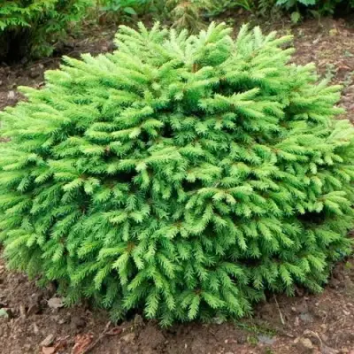 Ель НИДИФОРМИС обыкновенная в Витебске