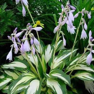 Хоста КРИСМАС КЭНДИ гибридная в Витебске