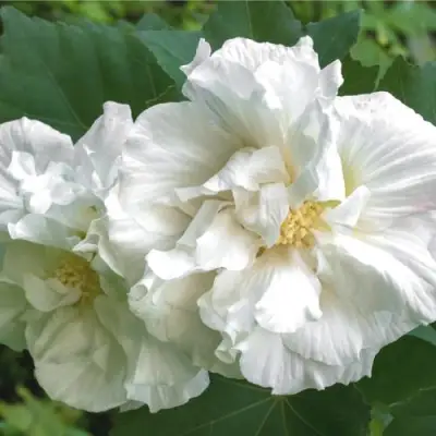 Гибискус АДМИРАЛ ДЕВЕЙ сирийский в Витебске