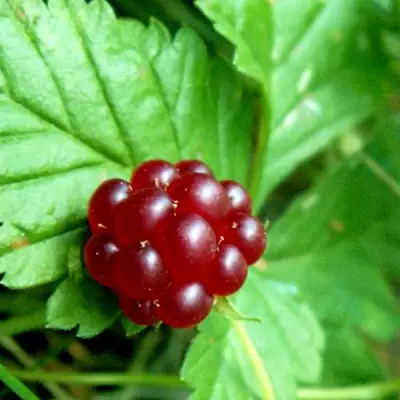 Княженика ЭЛПЕ в Витебске