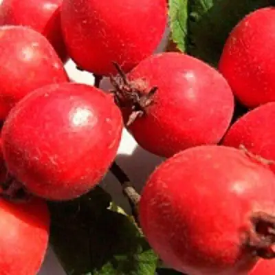 Боярышник КРУПНОПЛОДНЫЙ в Витебске