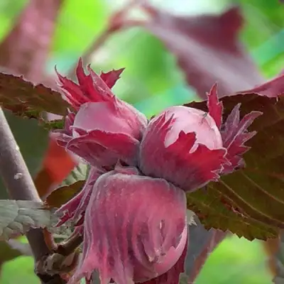 Фундук КАРДИНАЛ в Витебске