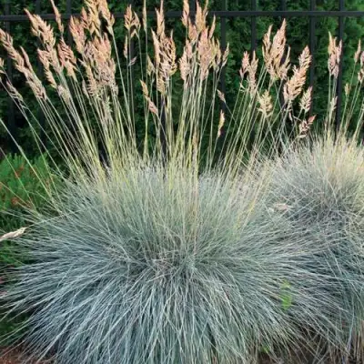 Овсянница ЭЛАЙДЖА БЛЮ в Витебске