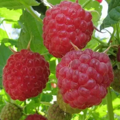 Малина НОВОСТЬ КУЗЬМИНА в Витебске