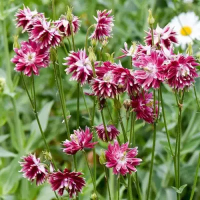 Аквилегия БАРЛОУ НОРА гибрид МакКаны в Витебске