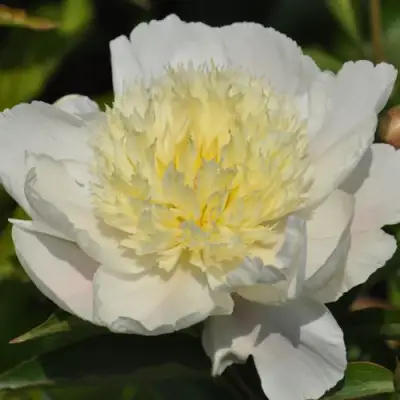 Пион ЗОЛОТАЯ ШПИЛЬКА травянистый в Витебске