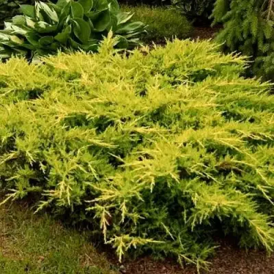 Можжевельник МОРДИГАН ГОЛД средний в Витебске
