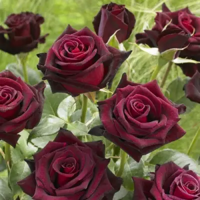 Роза БЛЭК БАККАРА чайно-гибридная в Витебске