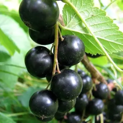 Смородина черная ЧЕРНООКАЯ в Витебске