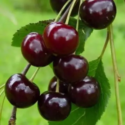 Вишня ЛАСУХА в Витебске