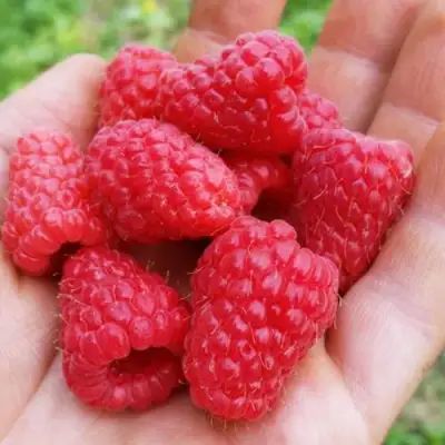 Малина ТУЛАМИН в Витебске