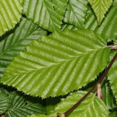 Граб японский в Витебске