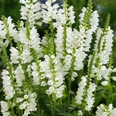 Физостегия АЛЬБА виргинская в Витебске