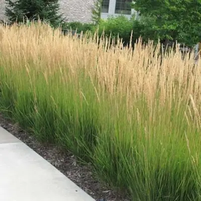 Вейник КАРЛ ФОРСТЕР остроцветковый в Витебске