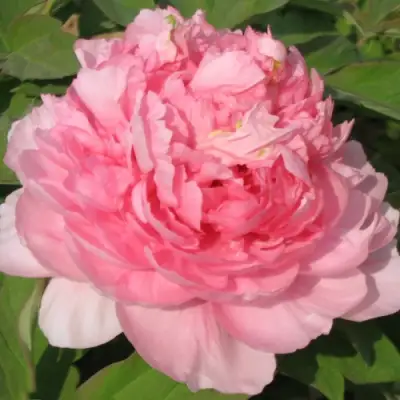 Пион ИМПЕРАТОРСКАЯ НАЛОЖНИЦА древовидный в Витебске