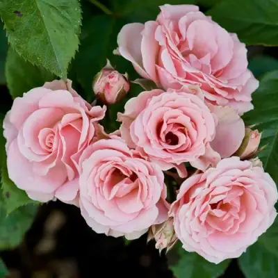 Роза КЛАССИК ЛИДИЯ спрей в Витебске