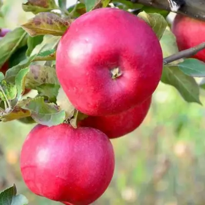 Яблоня АЙДАРЕД в Витебске