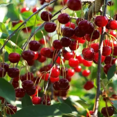 Вишня БРУСНИЦЫНА степная в Витебске