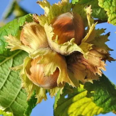 Фундук ТОНДА РОМАНА в Витебске