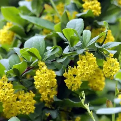 Барбарис корейский в Витебске