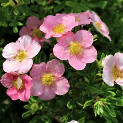 Лапчатка ЛАВЛИ ПИНК кустарниковая в Витебске