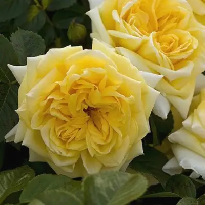 Роза НАДЯ МЕЙДИЛАНД почвопокровная в Витебске