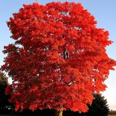 Дуб красный в Витебске