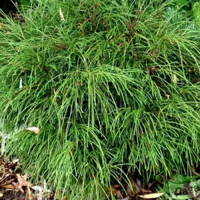 Туя ВИПКОРД складчатая в Витебске