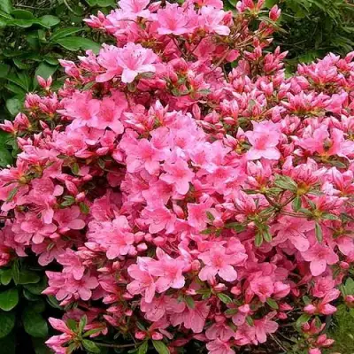 Азалия РОКОКО японская в Витебске