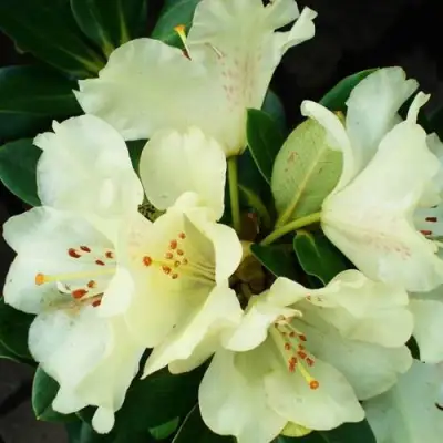 Рододендрон ГОЛДКРОН в Витебске