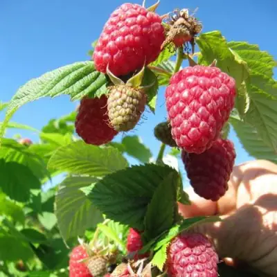 Малина ЕВРАЗИЯ в Витебске